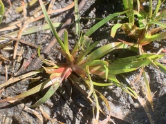 Juncus repens, photograph (c) James Hardee, some rights reserved (CC BY)