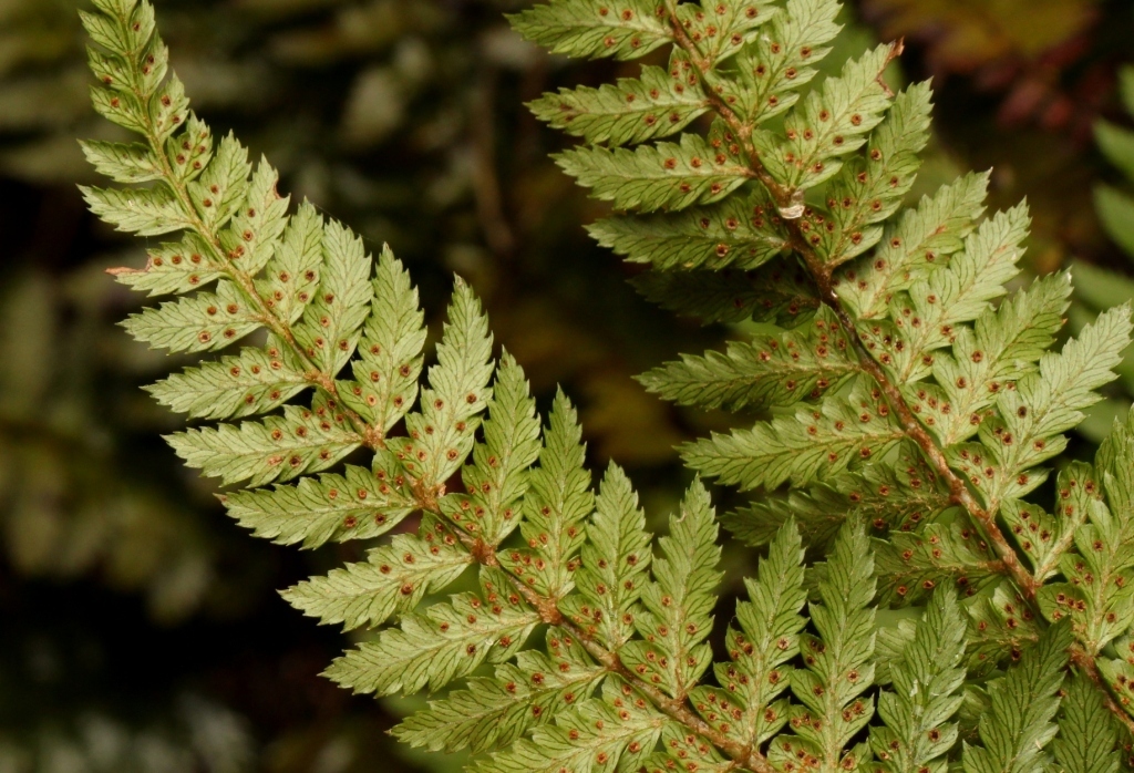 Forest Shield Fern