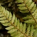 Forest Shield Fern - Photo (c) Sandra Falanga, some rights reserved (CC BY-NC), uploaded by Sandra Falanga
