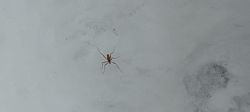 Unknown species found near Ypsilanti, MI 48198, USA