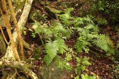Polystichum pungens
