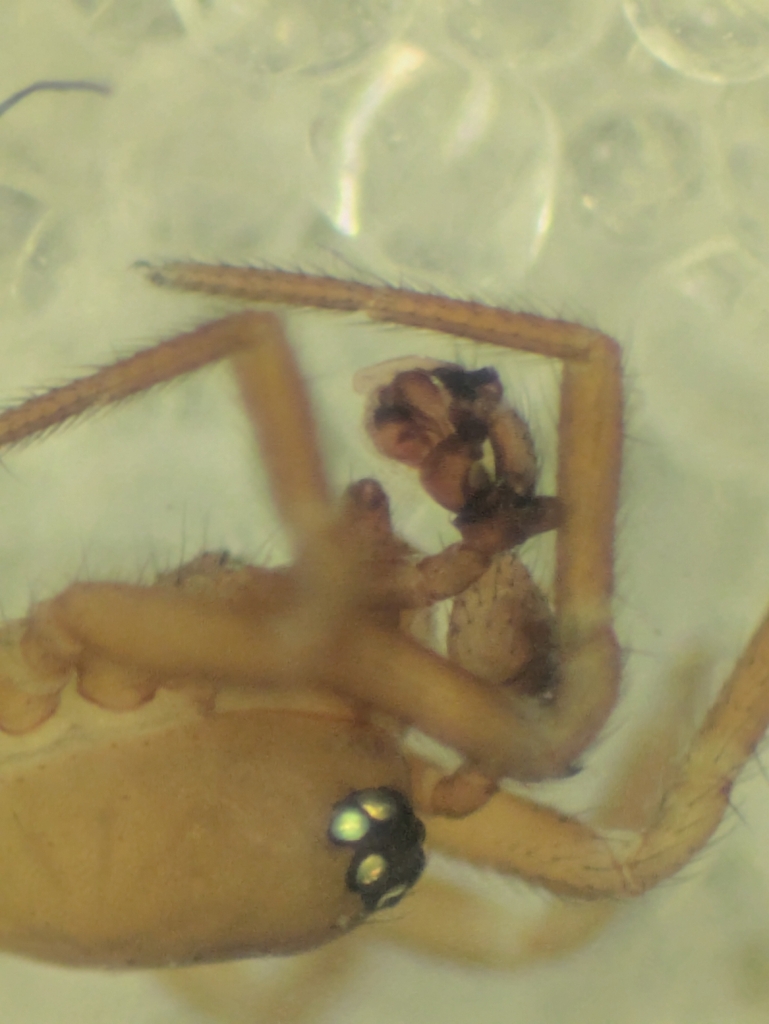Gongylidiellum vivum