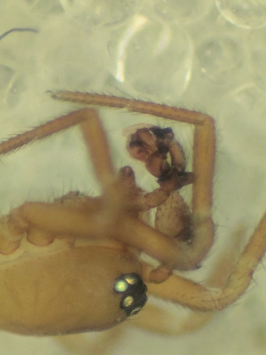 Gongylidiellum vivum