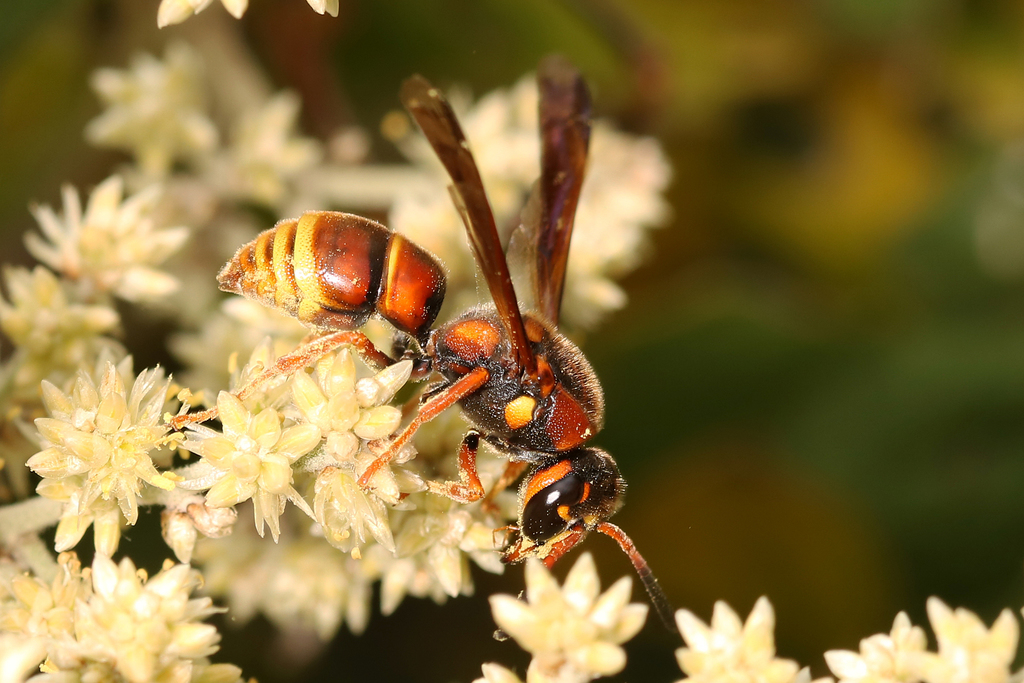 Euodynerus guerrero