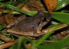 Haddadus binotatus