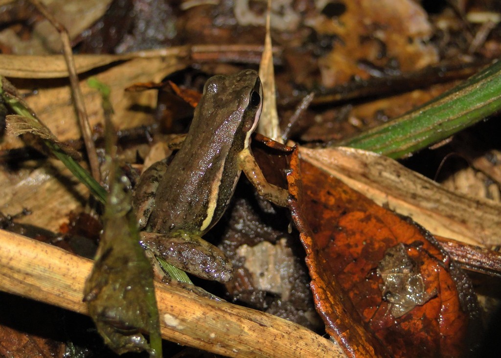 Caverna Do Diabo Spinythumb Frog