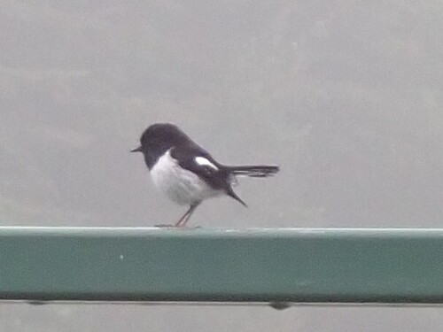 Tomtit (Petroica macrocephala), photo 3