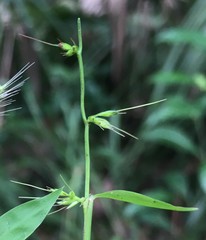 Oplismenus hirtellus setarius