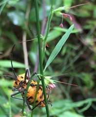 Oplismenus hirtellus setarius