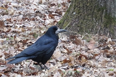 Corvus frugilegus