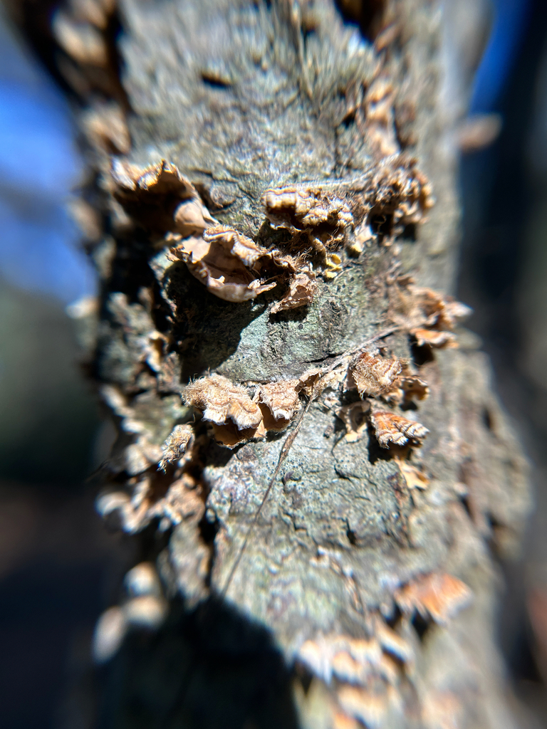 Stereum complicatum · December 2025 · photo: © kefreecomo (iNaturalist, cc-by)