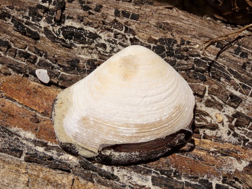 Eucrassatella kingicola observed 2025-11-12