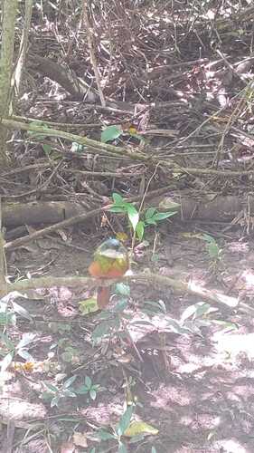 Rufous-tailed Jacamar