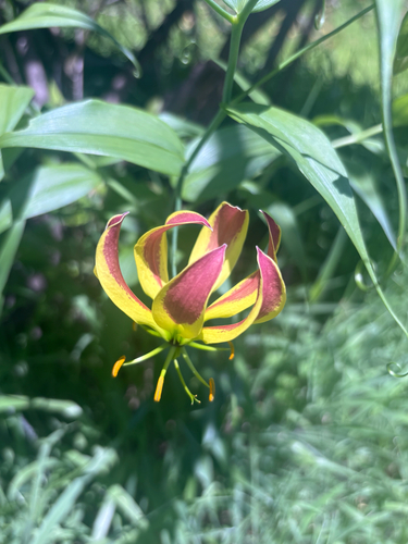 flame lily