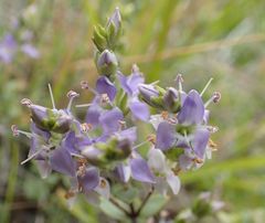 Veronica pimeleoides