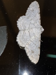 Lassaba parvalbidaria