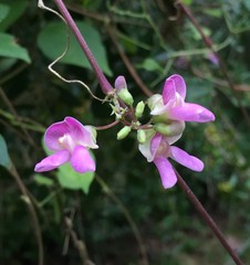 Phaseolus polystachios