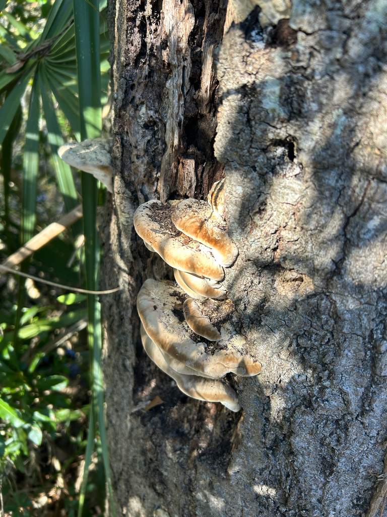 Trametes lactinea · December 2025 · photo: © kefreecomo (iNaturalist, cc-by)