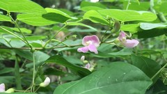 Phaseolus polystachios