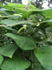 Phaseolus polystachios