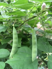 Phaseolus polystachios