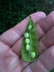 Phaseolus polystachios