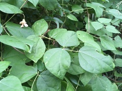 Phaseolus polystachios