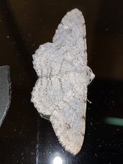 Lassaba parvalbidaria