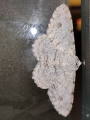 Lassaba parvalbidaria