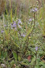Veronica pimeleoides