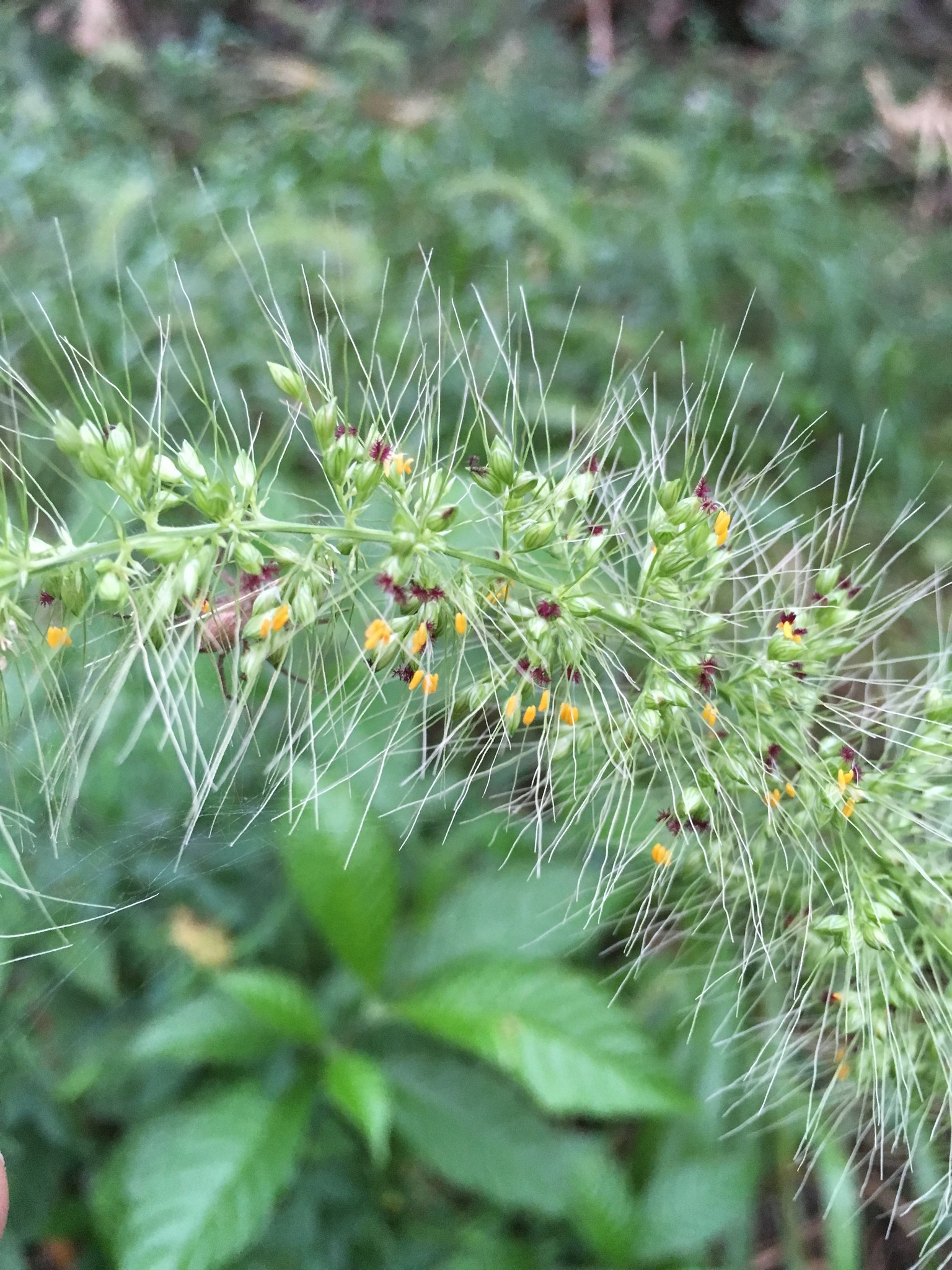 Setaria macrosperma