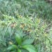 Setaria macrosperma - Photo (c) Eric M Powell,  זכויות יוצרים חלקיות (CC BY-NC), הועלה על ידי Eric M Powell