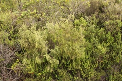 Passerina falcifolia