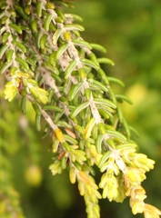 Passerina falcifolia