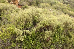 Passerina falcifolia