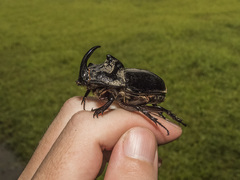 Trichogomphus simson
