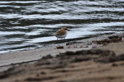 White-fronted Plover