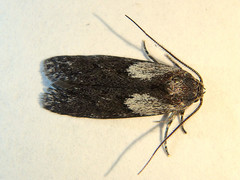 Phylomictis maligna