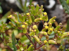 Senecio biserratus