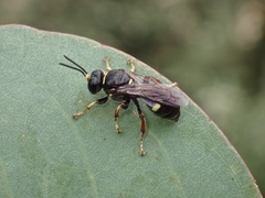 Clitemnestra