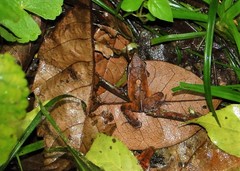 Physalaemus olfersii