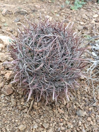 Ferocactus chrysacanthus