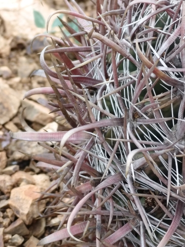 Ferocactus chrysacanthus