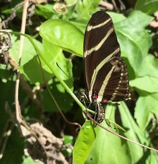 Heliconius charithonia image