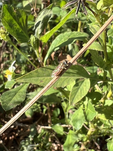Unknown species found near Memorial Park Conservancy, Houston, TX, US
