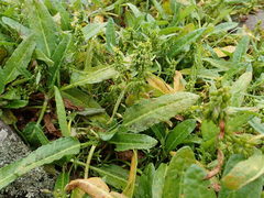 Rumex neglectus