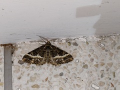 Harutalcis fumigata