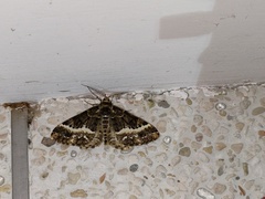 Harutalcis fumigata