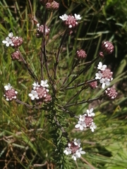 Selago trauseldii