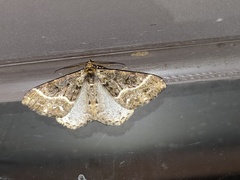 Harutalcis fumigata